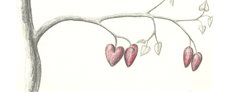 Mark Zach illustration of bleeding heart plant