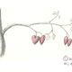 Mark Zach illustration of bleeding heart plant